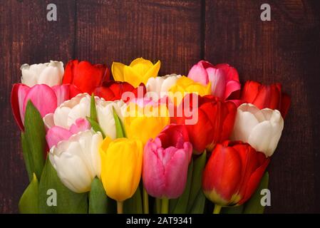 Großer heller Blumenstrauß aus mehrfarbigen Tulpen auf Holztafeln dunkelbrauner Farbe Stockfoto