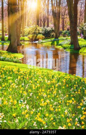 Sonnenaufgangsträger im schönen Park. Frühlings-Nature-Szene. Schöne Landschaft. Stockfoto