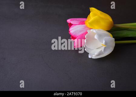 Ein schöner heller Blumenstrauß aus mehrfarbigen Tulpen in Nahaufnahme gegen eine dunkelgraue Stuckwand Stockfoto