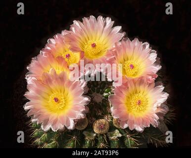 Ein Parodia roseoluteus alias notocactus mammulosa ssp brasilensis Kaktus mit 6 schimmernden rosafarbenen und gelben Blumen und Knospen auf schwarzem Grund Stockfoto