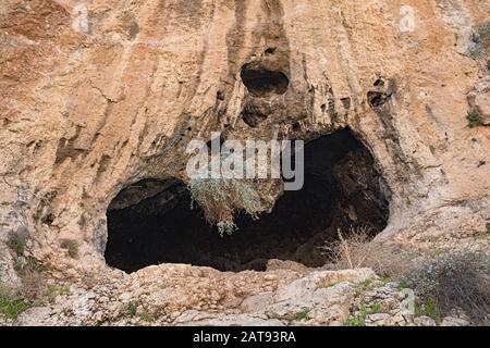 Kaperbüsch, der aus der Öffnung einer nierenförmigen Höhle in der Kalkfelsklippe neben dem kloster faran im Prätreservat im Westufer hängt Stockfoto