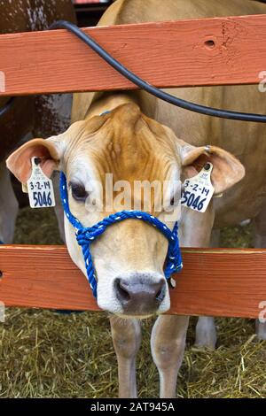 Jersey Cattle, eine verbreitete Milchsorte, ist die dickste Milch in Prozent Butterfett. Stockfoto