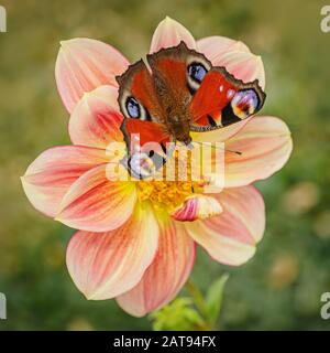 Farbenfroher Pfauenschmetterling, der an einem Sommertag in einem Garten wächst und auf einer rosafarbenen und gelben Dahlienblüte sitzt. Verschwommener grüner Hintergrund. Stockfoto