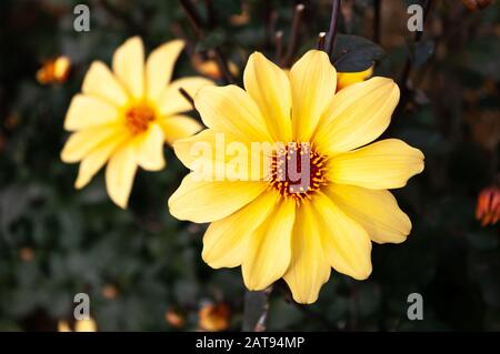 Leuchtend gelbe Dahlienblüte mit einem weiteren, verschwommenen Bokeh im Hintergrund. Stockfoto