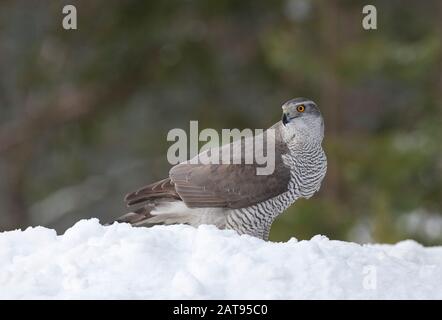 Tratschawk, Accipiter gentilis, alleinstehende Erwachsene Frauen im Schnee. Februar Eingenommen. Anjalankoski, S.E. Finnland. Stockfoto