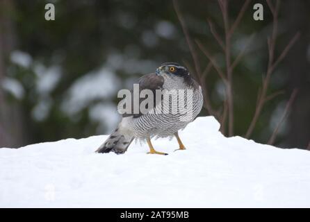 Klatschnake, Accipiter gentilis, alleinstehender Erwachsener, der auf Schnee steht. Februar Eingenommen. Anjalankoski, S.E. Finnland. Stockfoto