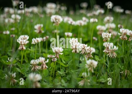 Nahaufnahme der Blüte des weißen Kleeblatts (Trifolium repens) auf einer Wiese Stockfoto
