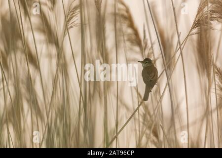 Ein großer Schilfwürger (Acrocephalus arundinaceus), der auf Schilf sitzt Stockfoto