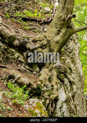 Wurzeln einer Buche (Fagus sylvatica) an einem steilen Hang im Wald Stockfoto