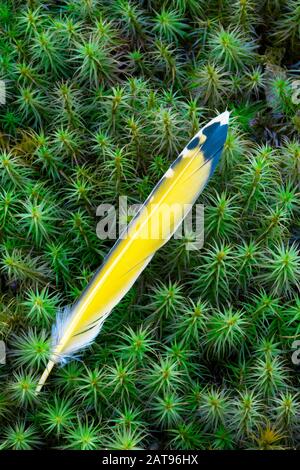 Northern Flicker Feather, das Haircap Moss in den Pocono Mountains von Pennsylvania ruht. Stockfoto