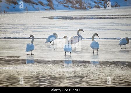 Gruppe weißer Schwäne, die im Wintertag auf dem Eis gegen die Wasseroberfläche stehen Stockfoto