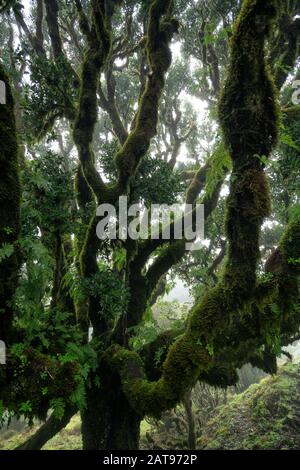 Bis zum alten Baum auf dem Fanal Portuguese National Park in Madeira, Portugal Stockfoto