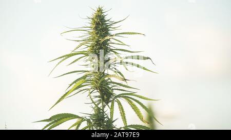 Marihuana Pflanze im freien Cannabis Bauernhof Feld Stockfoto