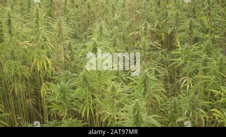 Marihuana Pflanzen bei Outdoor cannabis Bauernhof Feld. Hanf Pflanzen für CBD verwendet und Gesundheit Stockfoto