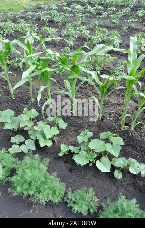 Organisch verschiedene Gemüse im Gemüsegarten angebaut, vertikalen Zusammensetzung Stockfoto