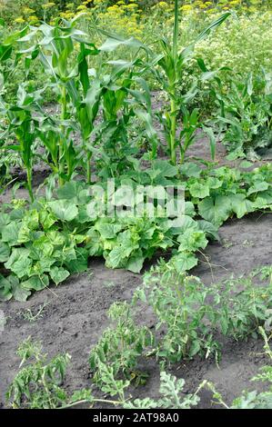 Organisch verschiedene Gemüse im Gemüsegarten angebaut, vertikalen Zusammensetzung Stockfoto