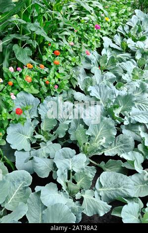 Organisch verschiedene Gemüse im Gemüsegarten angebaut, vertikalen Zusammensetzung Stockfoto