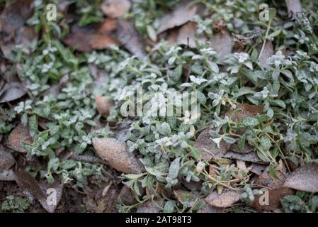 Grünes Gras unter weißem Schnee und heiserem Frost. Blätter auf Gras unter Hoarfrost. Winternatur. Grünes Gras im Winter. Stockfoto