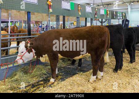 Hereford und Angus Rindervieh auf der York County Fair in Pennsylvania ausgestellt Stockfoto