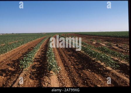 Texas: Baumwollanbau und Sommerbewässerung aus dem Ogallala Aquifer in Terry County. ©Bob Daemmrich / Stockfoto