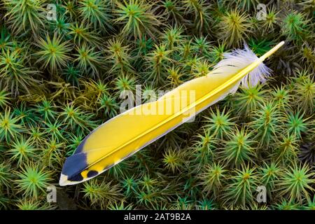 Northern Flicker Feather, das Haircap Moss in den Pocono Mountains von Pennsylvania ruht. Stockfoto