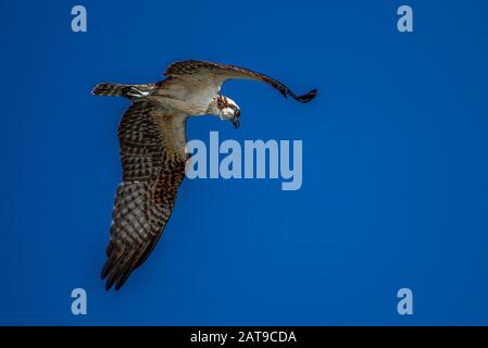 Osprey Raptor im Flug mit blauem Himmel Hintergrundbild Takenn entlang der Pazifikküste Panamas Stockfoto