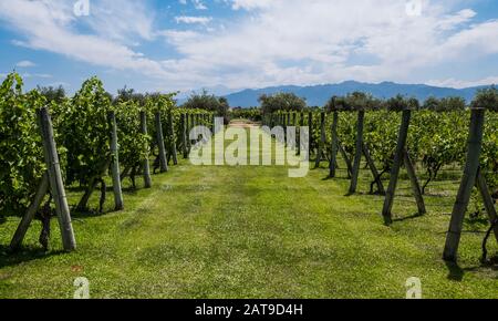 Schöne Aussicht auf einen Weinberg in Mendoza, Argentinien. Hintergrund Der Natur. Stockfoto