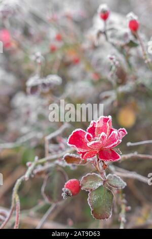 Zarte rosafarbene Blumen im Frost. Schöner Wintermorgen an der frischen Luft. Sanft rosa frostiger natürlicher Winterhintergrund. Weicher Fokus. Stockfoto