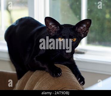 Kat. Oriental Shorthair Black Haustier Kitty auf der Couch mit markanten orangefarbenen Augen und Fenstern im Hintergrund. Exotische Hauskatze im Innenbereich. Stockfoto