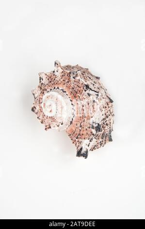 Nahaufnahme eines auf hellem Hintergrund isolierten Seashells. Naturdetails der Schale sind tief strukturiert. Stockfoto