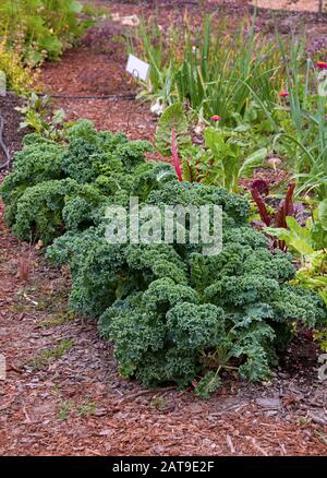 Kale wächst in einer Reihe im Garten, daneben liegt Schweizer Chard grünes Blattgemüse. Gesunde Nahrungspflanzen produzieren in der Landwirtschaft. Stockfoto