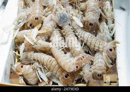 Foto von Squilla Mantis Seafood auf der Bank. Stockfoto