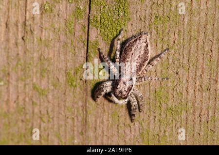 Menemerus bivittatus graue Wandsprungspinne Stockfoto