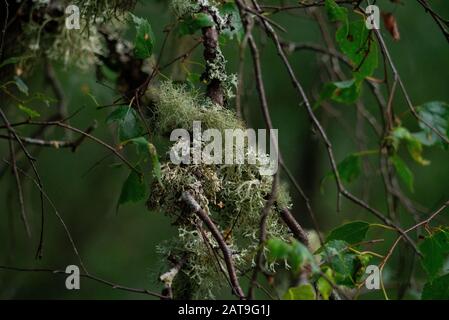 Nahaufnahme der Lichen-Arten Usnea oder Old Man's Beard oder Beard Lichten oder Tree Moss in Inverness-shire Scotland UK Stockfoto