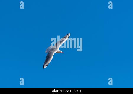 Einzelne Möwe, die auf blauem Himmelshintergrund fliegt Stockfoto