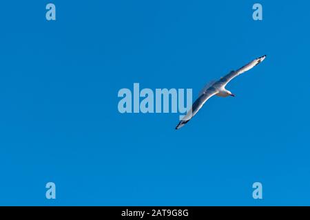 Einzelne Möwe, die auf blauem Himmelshintergrund fliegt Stockfoto