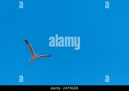 Einzelne Möwe, die auf blauem Himmelshintergrund fliegt Stockfoto