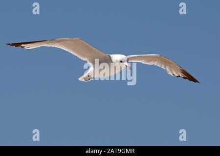 Ichthyaetus audouinii/Larus audoinii Audouin's Gull am Strand von Mallorca Stockfoto