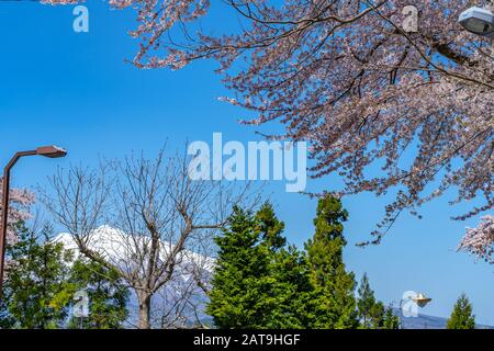 Blick auf die Straße in der Stadt Hirosaki im Frühling sonniger Tag. Kirschblütenmatsuri-Festival, Besucher genießen die Schönheit voller Blüte rosa Sakura-Bäume Blumen. Stockfoto