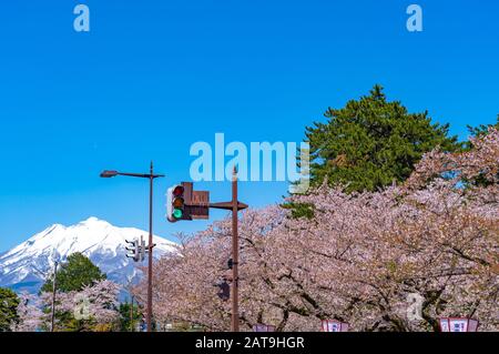 Blick auf die Straße in der Stadt Hirosaki im Frühling sonniger Tag. Kirschblütenmatsuri-Festival, Besucher genießen die Schönheit voller Blüte rosa Sakura-Bäume Blumen. Stockfoto