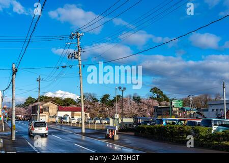 Blick auf die Straße in der Stadt Hirosaki im Frühling sonniger Tag. Kirschblütenmatsuri-Festival, Besucher genießen die Schönheit voller Blüte rosa Sakura-Bäume Blumen. Stockfoto