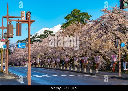 Blick auf die Straße in der Stadt Hirosaki im Frühling sonniger Tag. Kirschblütenmatsuri-Festival, Besucher genießen die Schönheit voller Blüte rosa Sakura-Bäume Blumen. Stockfoto