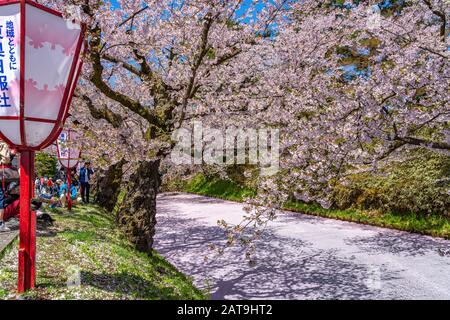 Hirosaki Park Kirschblüten Matsuri Festival im Frühling Saison sonniger Tag Morgen. Besucher genießen Schönheit voller Blüte rosafarbene Sakura-Blumen Stockfoto