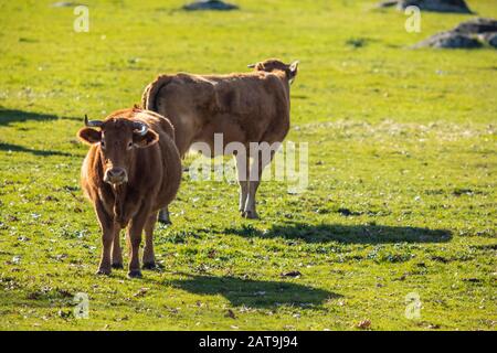 Eine Herde Kühe, die während des Sonnenuntergangs in den traditionellen spanischen Feldern auf dem Land wandern. Eine erstaunliche grüne Land für Weide und landwirtschaftliche Nutzung Stockfoto