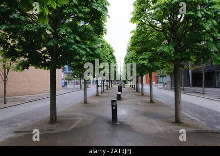 Von Bäumen gesäumter Gehweg in Belfast, Nordirland Stockfoto