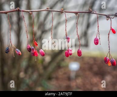 Nahaufnahme kleiner roter getrockneter Beeren auf einem kargen Ast, der horizontal verläuft. Sonnenlicht von hinten für ein weiches und warmes Thema. Schuss in den Botanischen Garten Stockfoto