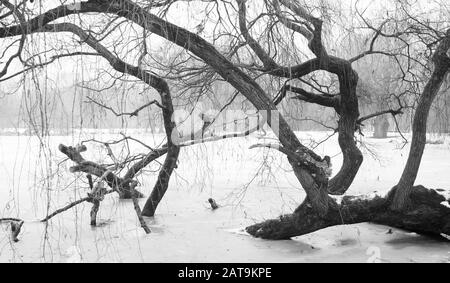 Schwarzweiß-Foto des Baums in tiefgefrorenem See, Amsterdam, Niederlande Stockfoto