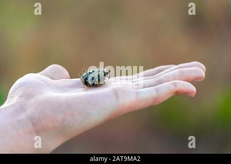 Schwarze Raupe mit vielen Beinen und leuchtend gelben Flecken an der Handfläche Stockfoto