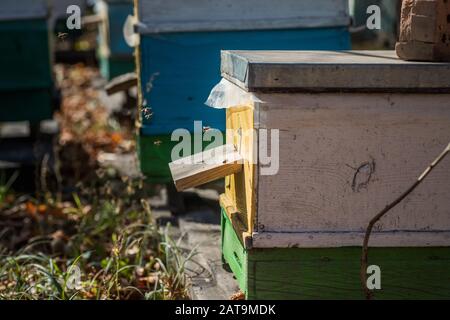 Von den Bienenstock-Entrancebees kriechen sich heraus. Die Bienen kehren nach der Honigströmung in den Bienenstock zurück. Bienenstöcke in einem kleinen privaten Apiarengarten. Experimenteller Apiar Stockfoto