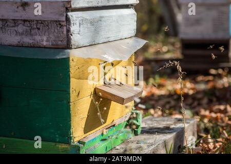 Von den Bienenstock-Entrancebees kriechen sich heraus. Die Bienen kehren nach der Honigströmung in den Bienenstock zurück. Bienenstöcke in einem kleinen privaten Apiarengarten. Experimenteller Apiar Stockfoto